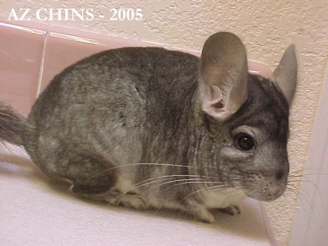 Noto - Standard Grey Male