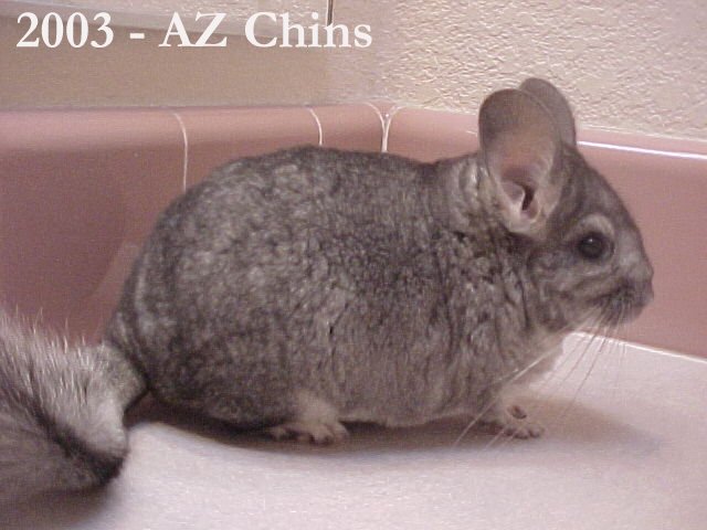 Curie - Standard Grey Female