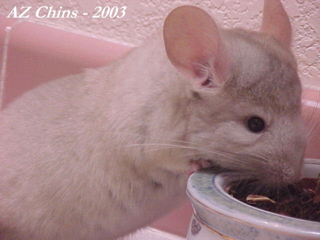 Raynor - Heterozygous Beige Male