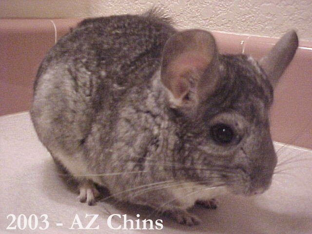 Felicia - Standard Grey Female