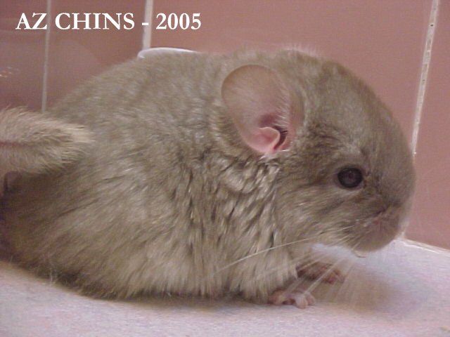 AZ Chins: Gia - Brown Velvet Female