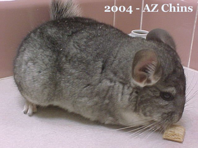 Griffyn - Standard Grey Male