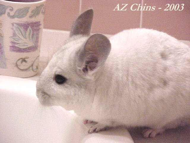 Sassy - Silver Mosaic Female