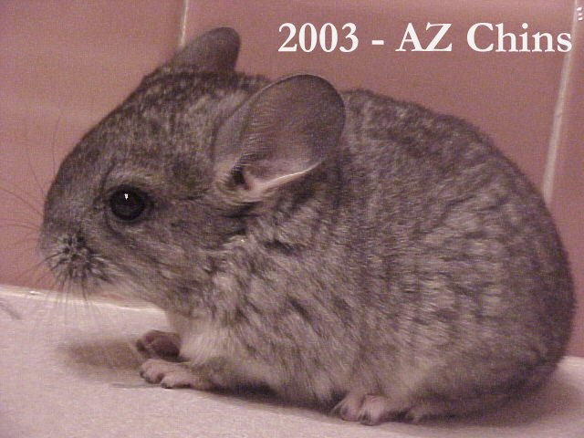 Vera - Standard Grey Female