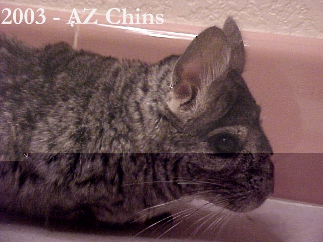 Lincoln - Standard Grey Male 