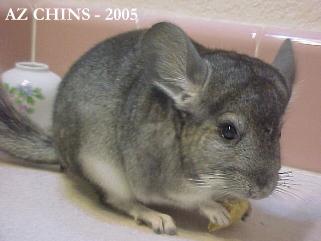 Nana - Standard Grey Female