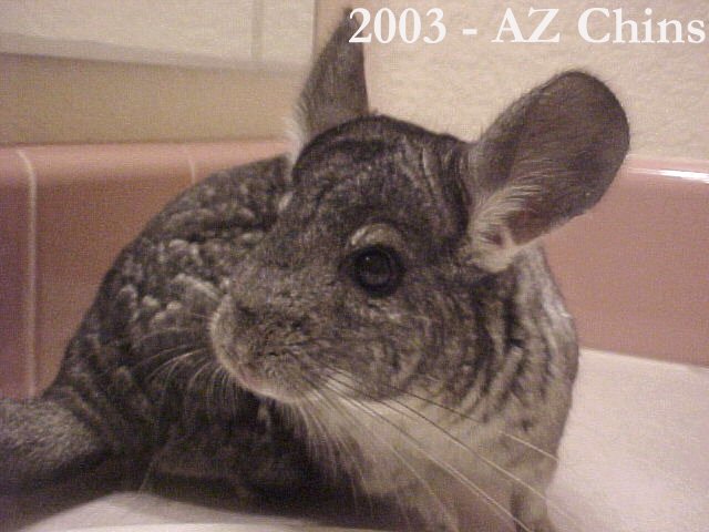 Penny - Standard Grey Female