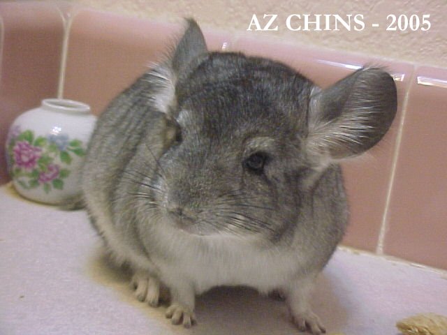 Chiquita - Standard Grey Female