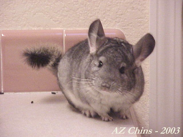Daven - Standard Grey Male