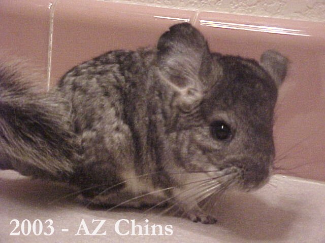 Xenia - Standard Grey Female
