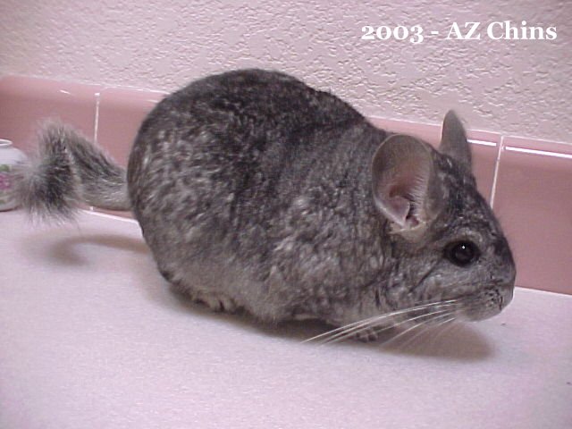 Cartman - Standard Grey Male 