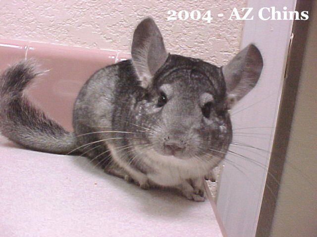 Tico - Standard Grey Male