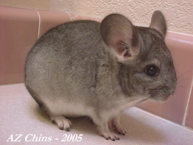 Stan- Standard Grey Male