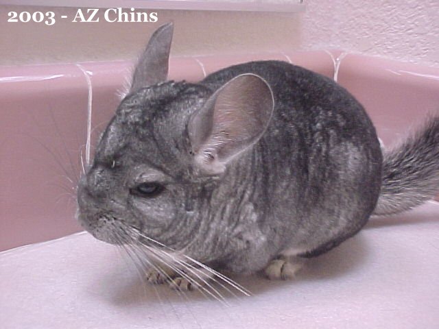 Chilly - Standard Grey Male