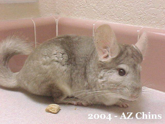 Rascal - Heterozygous Beige Male