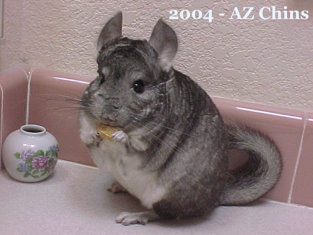 Rhonda - Standard Grey Female