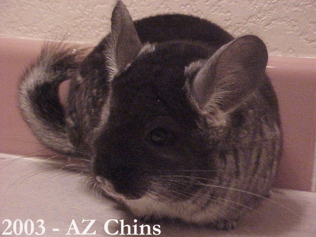 Melinda - Black Velvet Female