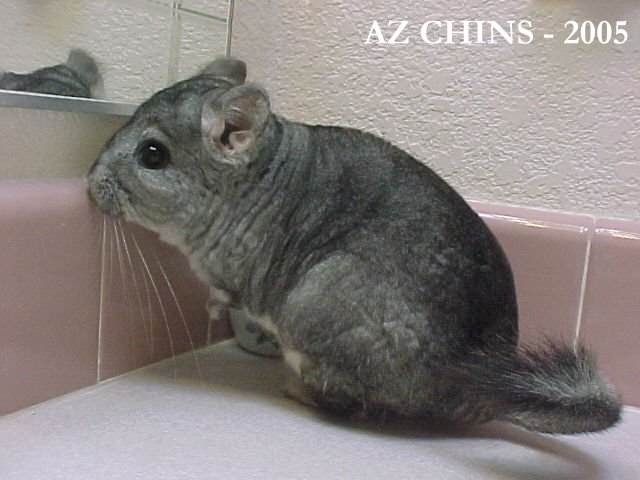 Melantha - Standard Grey Female
