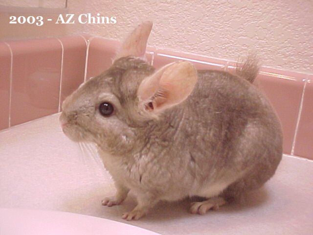 Dusty - Heterozygous Beige Female
