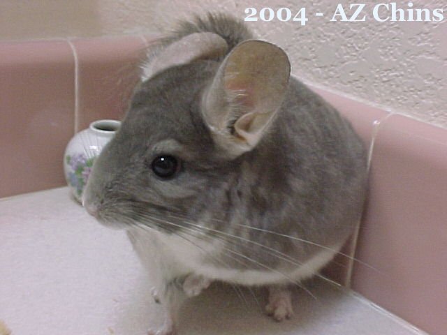 Fenton - Violet Male