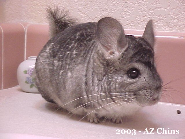Lila - Standard Grey Female