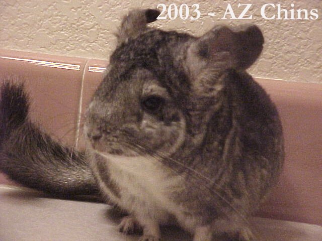 Inga - Standard Grey Female