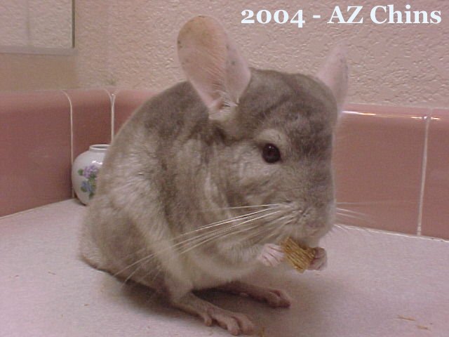 Quito - Heterozygous Beige Male