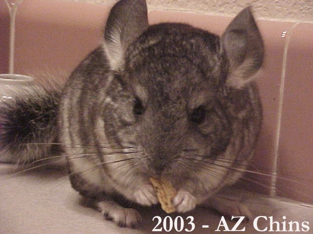 Pearly - Standard Grey Male