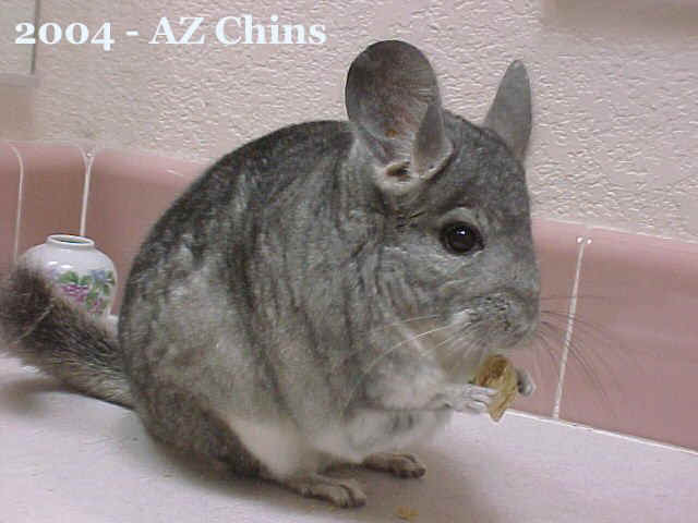 Hanna - Standard Grey Female