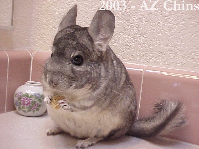 Pamela - Standard Grey Female