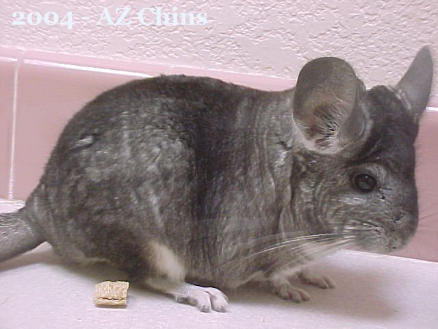 Marill - Standard Grey Female