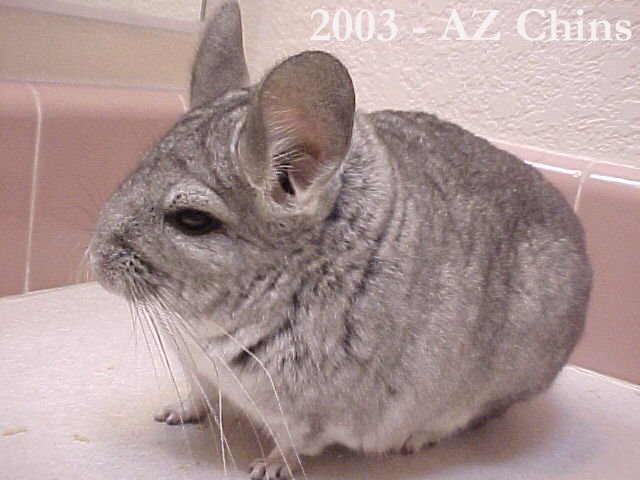 Chloe - Standard Grey Female