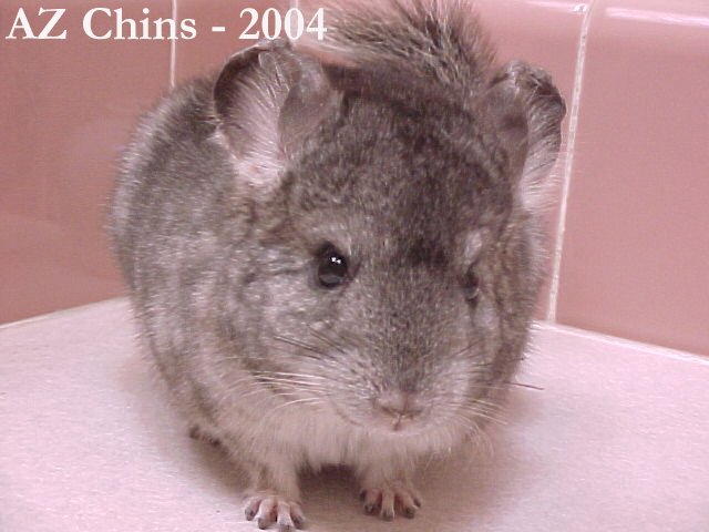 Hadley - Standard Grey Female