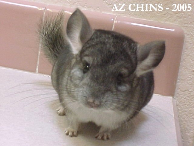 Percival - Standard Grey Male