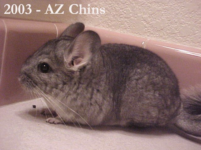 Geneva - Standard Grey Female