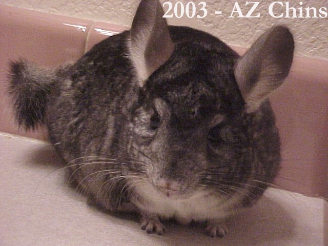 Herbert - Standard Grey Male