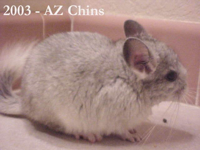 Arlo - Silver Mosaic Male
