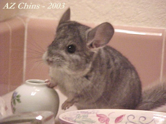 Una - Standard Grey Female