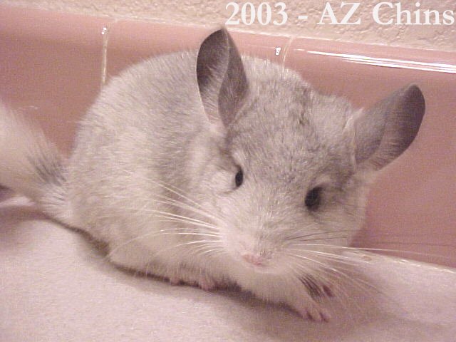 Aren - Silver Mosaic Female