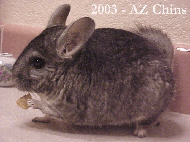 Mogda - Standard Grey Female
