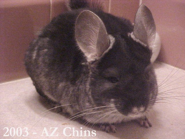 Henry - Black Velvet Male