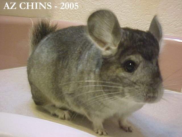 Edna - Standard Grey Female