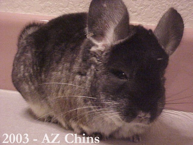 Yolanda - Black Velvet Female