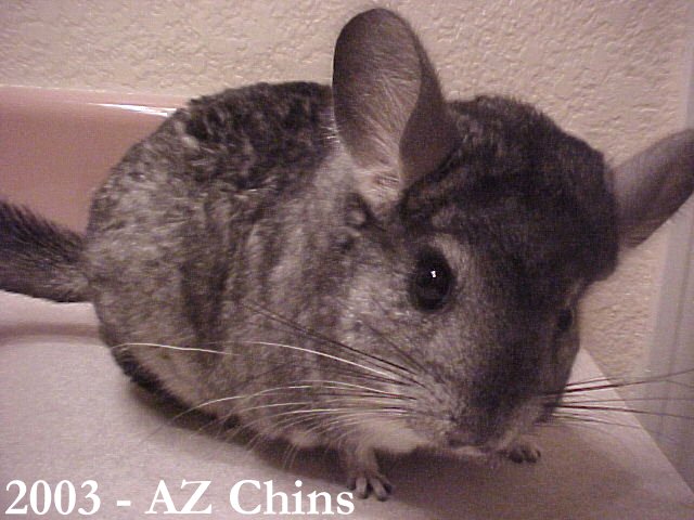 Colin - Standard Grey Male