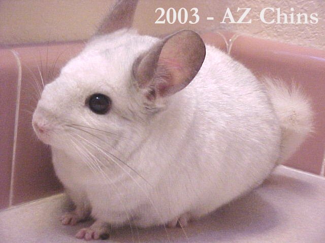 Pepper - Silver Mosaic Male