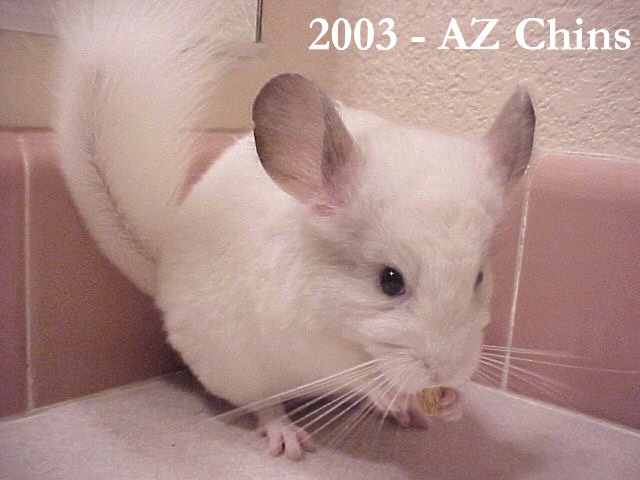 Sally - Silver Mosaic Female