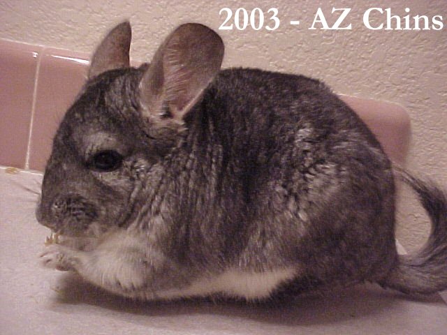 Lefty - Standard Grey Male