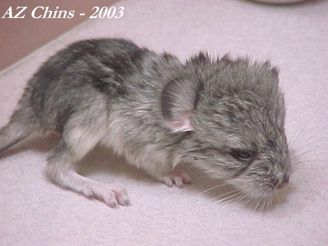 Wray - Standard Grey Male
