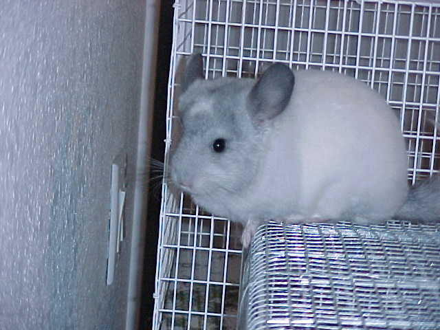 I am the most precious little chinnie in the whole world!!