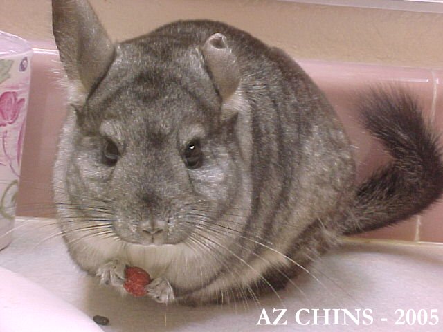 Millicent - Standard Grey Female
